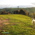 John s Backyard with Ollie the Goat